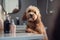 Dog in the bathroom at home. Professional care for a dogs in the beauty groomer salon. Pet grooming concept.Dog relaxing