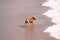 A dog on the beach