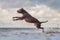 Dog on the beach. Active pit bull terrier jumping on the background of the sea