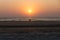 Dog at the beach of Goa during sunset, India