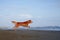 dog on the beach. Nova Scotia duck tolling retriever jumps on sand, water. Vacation with a pet