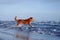 dog on the beach. Nova Scotia duck tolling retriever jumps on sand, water. Vacation with a pet