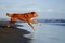 dog on the beach. Nova Scotia duck tolling retriever jumps on sand, water. Vacation with a pet