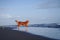 dog on the beach. Nova Scotia duck tolling retriever jumps on sand, water. Vacation with a pet