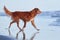 dog on the beach. Nova Scotia duck tolling retriever jumps on sand, water. Vacation with a pet