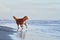 dog on the beach. Nova Scotia duck tolling retriever jumps on sand, water. Vacation with a pet
