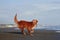 dog on the beach. Nova Scotia duck tolling retriever jumps on sand, water. Vacation with a pet