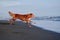 dog on the beach. Nova Scotia duck tolling retriever jumps on sand, water. Vacation with a pet