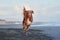 dog on the beach. Nova Scotia duck tolling retriever jumps on sand, water. Vacation with a pet