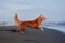 dog on the beach. Nova Scotia duck tolling retriever jumps on sand, water. Vacation with a pet