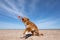 Dog on the beach playing, jumping for a toy. Nova Scotia duck tolling Retriever, Toller for the holidays. Travelling with a pet