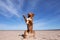 Dog on the beach playing, jumping for a toy. Nova Scotia duck tolling Retriever, Toller for the holidays. Travelling with a pet