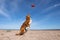 Dog on the beach playing, jumping for a toy. Nova Scotia duck tolling Retriever, Toller for the holidays. Travelling with a pet