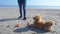 Dog at the beach runs and fetches ball.