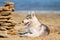 Dog on the beach. Siberian husky enjoying sunny day near the sea.