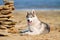 Dog on the beach. Siberian husky enjoying sunny day near the sea.