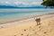 Dog on a beach on Siladen Island