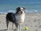 Dog On The Beach With Tennis Ball
