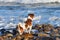 Dog on the beach waiting for the owner from swimming