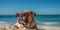 Dog at the beach wearing sunglasses, relax and vacation concept, style and fashion on the beach, funny pet sunbathing, playing and