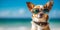 Dog at the beach wearing sunglasses, relax and vacation concept, style and fashion on the beach, funny pet sunbathing, playing and