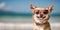 Dog at the beach wearing sunglasses, relax and vacation concept, style and fashion on the beach, funny pet sunbathing, playing and