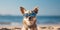 Dog at the beach wearing sunglasses, relax and vacation concept, style and fashion on the beach, funny pet sunbathing, playing and