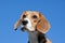 Dog beagle on blue sky