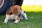 Dog of the Beagle breed 3