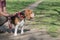 Dog Beagle Breed