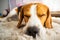 Dog beagle breed sleeps on carpet