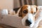Dog beagle breed sleeps on dog bed, looking sad