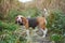 Dog Beagle breed standing on green grass