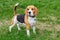 Dog Beagle breed standing on the green grass
