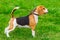 Dog Beagle breed standing on the green grass