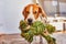 Dog beagle fetching a green rope indoors