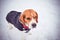 Dog Beagle Frozen Winter Snowy Landscape Vacaresti Delta Bucharest