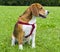 Dog beagle on green grass . closeup Beagle. Beagle dogs, portrait