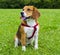 Dog beagle on green grass . closeup Beagle. Beagle dogs, portrait