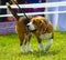 Dog beagle on green grass. closeup Beagle. Beagle dogs, portrait