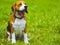 Dog beagle on green grass. closeup Beagle. Beagle dogs, portrait