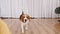 Dog Beagle play he game with owner and are running towards the camera slow motion. Mans best friend. Slow motion.