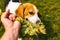 Dog beagle Pulls a rope and Tug-of-War Game with owner