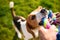 Dog beagle Pulls Toy and Tug-of-War Game