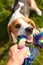 Dog beagle Pulls Toy and Tug-of-War Game