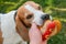 Dog beagle Pulls Toy and Tug-of-War Game