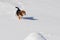 Dog beagle running in winter snow