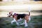 Dog beagle runs on nature