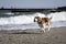 Dog beagle on the seashore