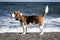 Dog beagle on the seashore